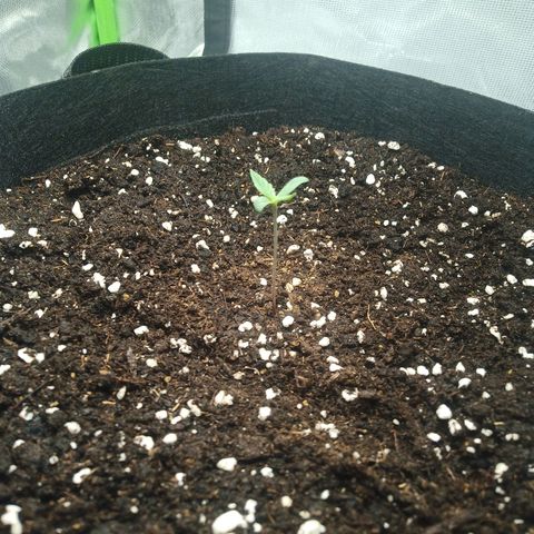 Apple Fritter Automatic growlog timeline photo