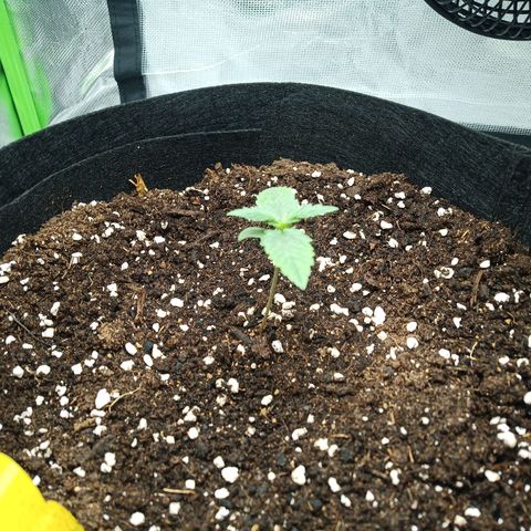 Apple Fritter Automatic growlog timeline photo