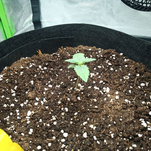 Apple Fritter Automatic growlog timeline photo
