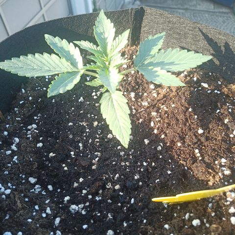 Apple Fritter Automatic growlog timeline photo