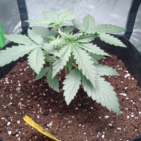 Apple Fritter Automatic growlog timeline photo