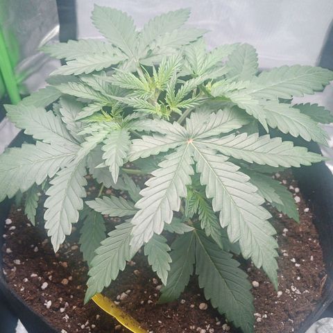 Apple Fritter Automatic growlog timeline photo