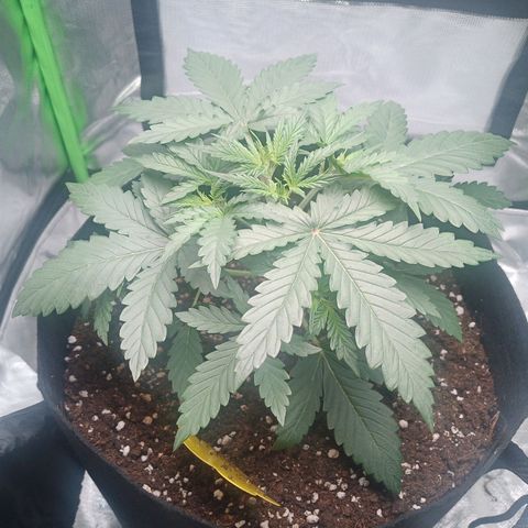 Apple Fritter Automatic growlog timeline photo
