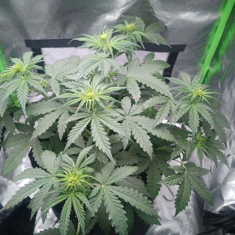 Apple Fritter Automatic growlog timeline photo