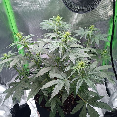 Apple Fritter Automatic growlog timeline photo