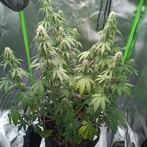 Apple Fritter Automatic growlog timeline photo