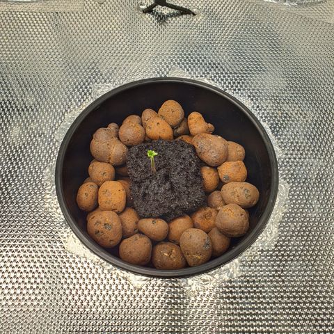Blue Dream CBD Top Fed DWC 2020 #1 growlog timeline photo