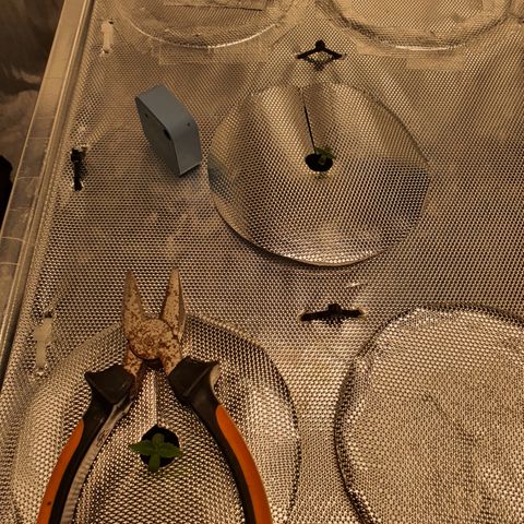 Blue Dream CBD Top Fed DWC 2020 #1 growlog timeline photo