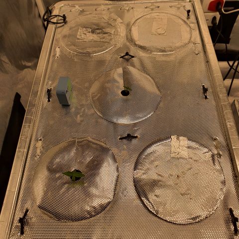 Blue Dream CBD Top Fed DWC 2020 #1 growlog timeline photo