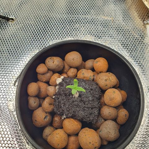 Blue Dream CBD Top Fed DWC 2020 #1 growlog timeline photo