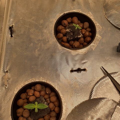 Blue Dream CBD Top Fed DWC 2020 #1 growlog timeline photo