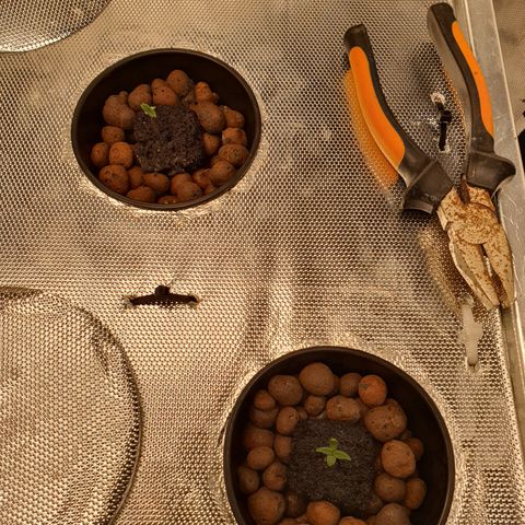 Blue Dream CBD Top Fed DWC 2020 #1 growlog timeline photo
