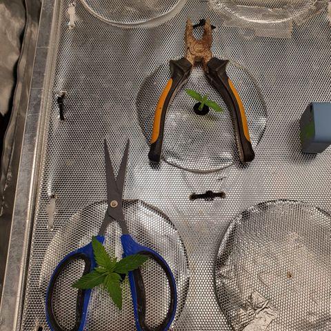 Blue Dream CBD Top Fed DWC 2020 #1 growlog timeline photo
