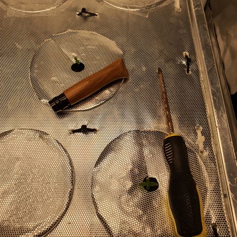 Blue Dream CBD Top Fed DWC 2020 #1 growlog timeline photo