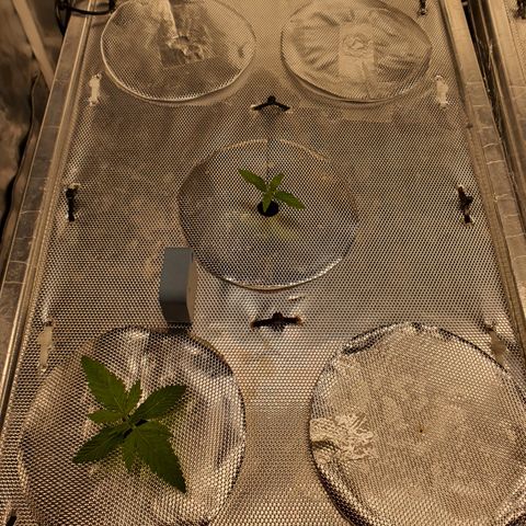 Blue Dream CBD Top Fed DWC 2020 #1 growlog timeline photo