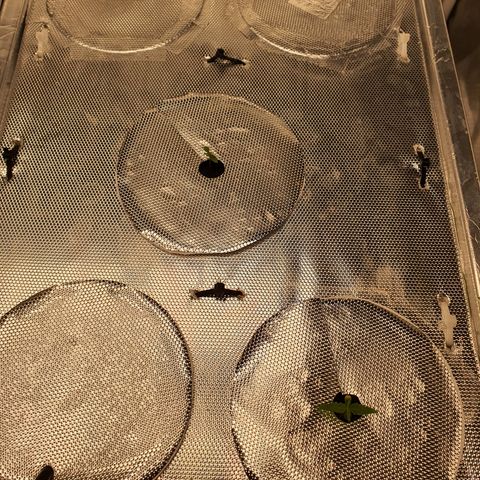 Blue Dream CBD Top Fed DWC 2020 #1 growlog timeline photo