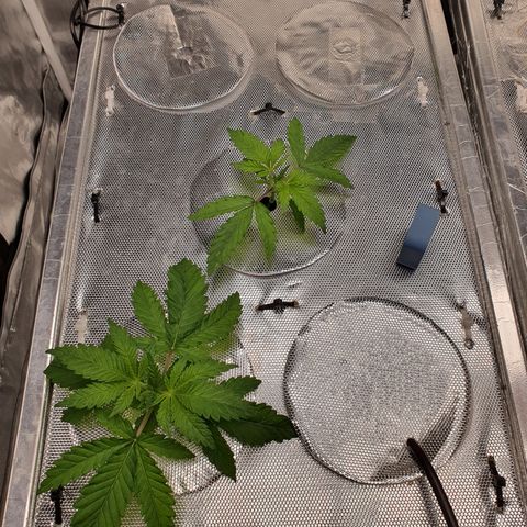 Blue Dream CBD Top Fed DWC 2020 #1 growlog timeline photo