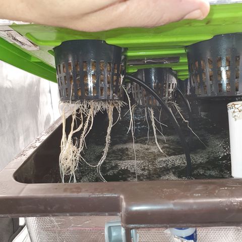 Blue Dream CBD Top Fed DWC 2020 #1 growlog timeline photo