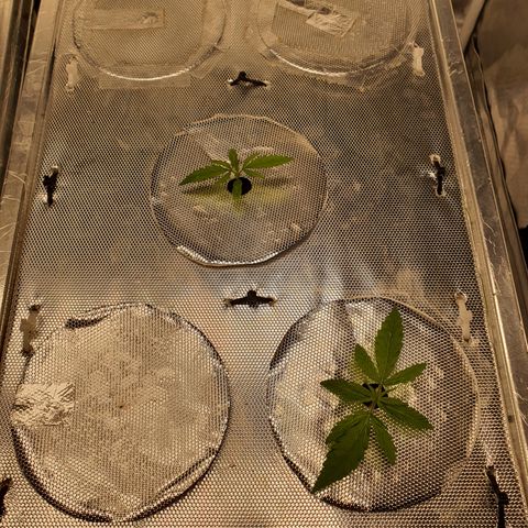 Blue Dream CBD Top Fed DWC 2020 #1 growlog timeline photo