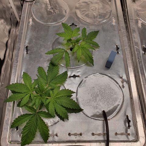 Blue Dream CBD Top Fed DWC 2020 #1 growlog timeline photo