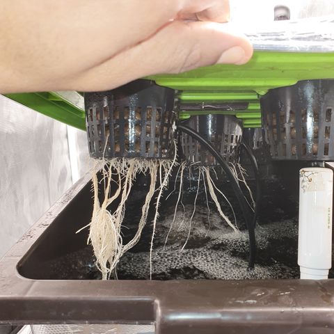 Blue Dream CBD Top Fed DWC 2020 #1 growlog timeline photo