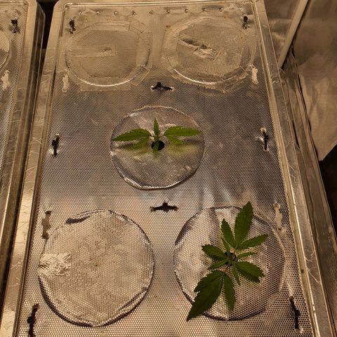 Blue Dream CBD Top Fed DWC 2020 #1 growlog timeline photo