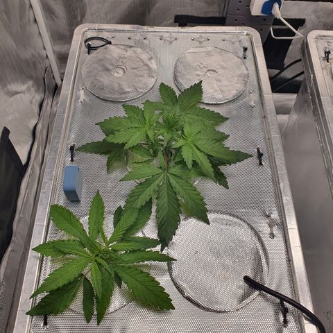 Blue Dream CBD Top Fed DWC 2020 #1 growlog timeline photo