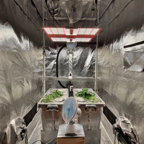 Blue Dream CBD Top Fed DWC 2020 #1 growlog timeline photo