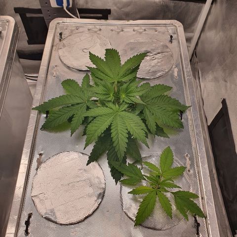 Blue Dream CBD Top Fed DWC 2020 #1 growlog timeline photo