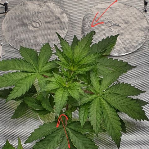 Blue Dream CBD Top Fed DWC 2020 #1 growlog timeline photo