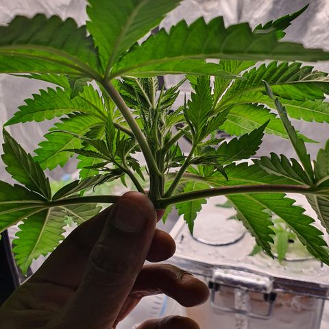 Blue Dream CBD Top Fed DWC 2020 #1 growlog timeline photo
