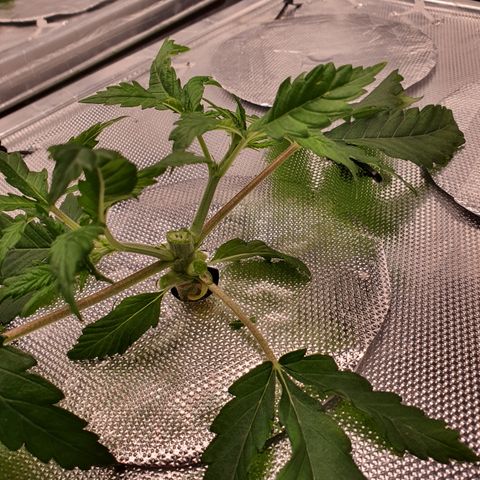 Blue Dream CBD Top Fed DWC 2020 #1 growlog timeline photo
