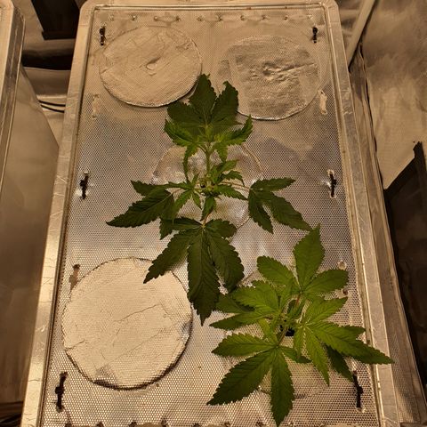 Blue Dream CBD Top Fed DWC 2020 #1 growlog timeline photo