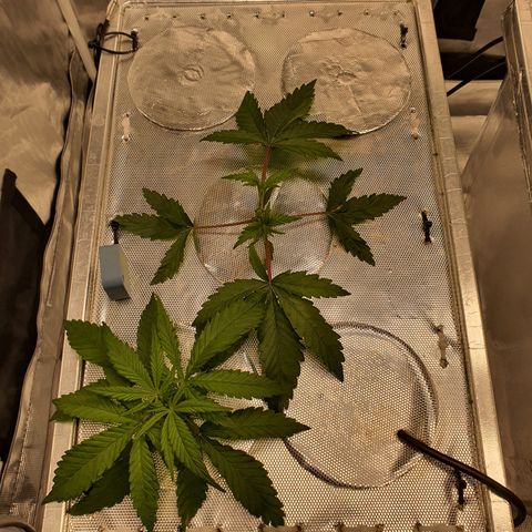 Blue Dream CBD Top Fed DWC 2020 #1 growlog timeline photo