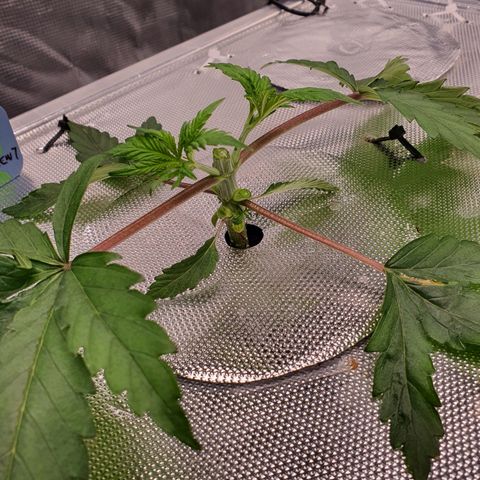 Blue Dream CBD Top Fed DWC 2020 #1 growlog timeline photo
