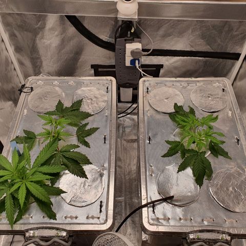 Blue Dream CBD Top Fed DWC 2020 #1 growlog timeline photo