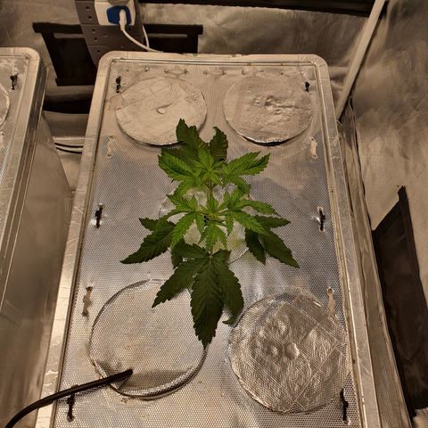 Blue Dream CBD Top Fed DWC 2020 #1 growlog timeline photo