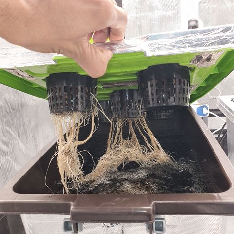 Blue Dream CBD Top Fed DWC 2020 #1 growlog timeline photo