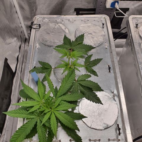 Blue Dream CBD Top Fed DWC 2020 #1 growlog timeline photo