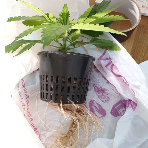 Blue Dream CBD Top Fed DWC 2020 #1 growlog timeline photo
