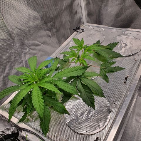Blue Dream CBD Top Fed DWC 2020 #1 growlog timeline photo