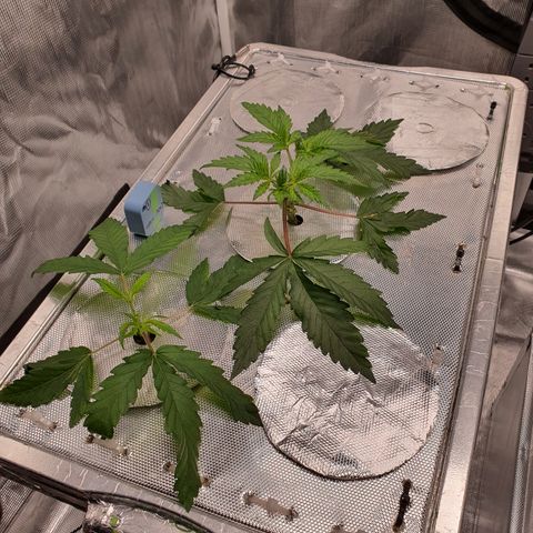 Blue Dream CBD Top Fed DWC 2020 #1 growlog timeline photo