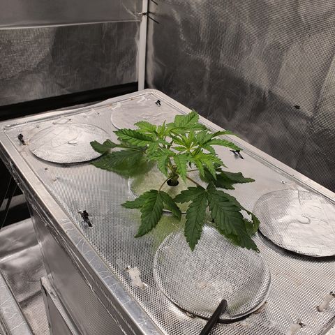 Blue Dream CBD Top Fed DWC 2020 #1 growlog timeline photo