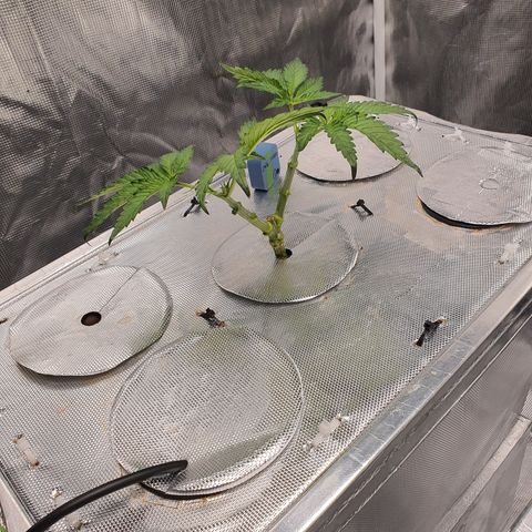 Blue Dream CBD Top Fed DWC 2020 #1 growlog timeline photo