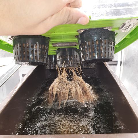 Blue Dream CBD Top Fed DWC 2020 #1 growlog timeline photo