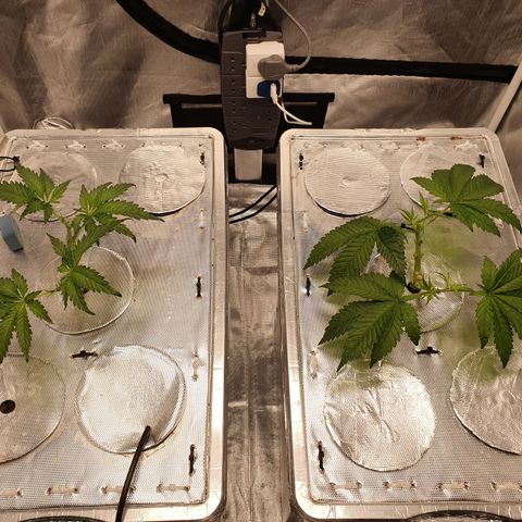 Blue Dream CBD Top Fed DWC 2020 #1 growlog timeline photo