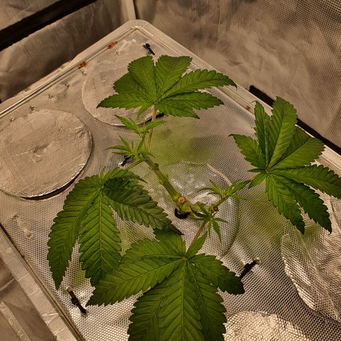 Blue Dream CBD Top Fed DWC 2020 #1 growlog timeline photo