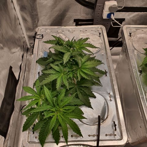 Blue Dream CBD Top Fed DWC 2020 #1 growlog timeline photo