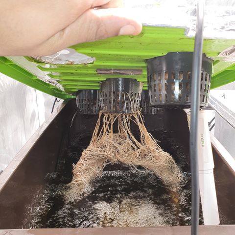 Blue Dream CBD Top Fed DWC 2020 #1 growlog timeline photo