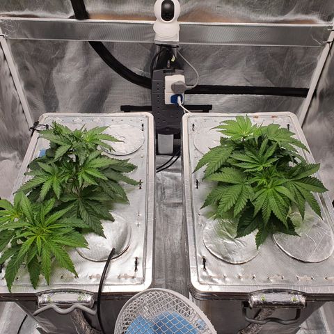 Blue Dream CBD Top Fed DWC 2020 #1 growlog timeline photo